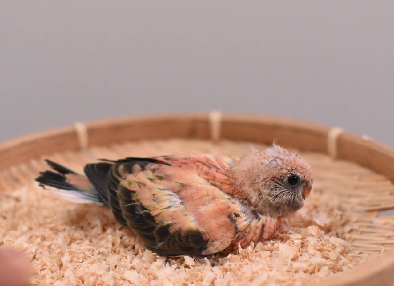 アキクサインコ ハリネズミ コザクラインコ ボタンインコ ウロコインコ チンチラ モルモット 入荷 株式会社ダイエー商会からのお知らせ